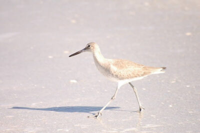 tomales bay shore bird